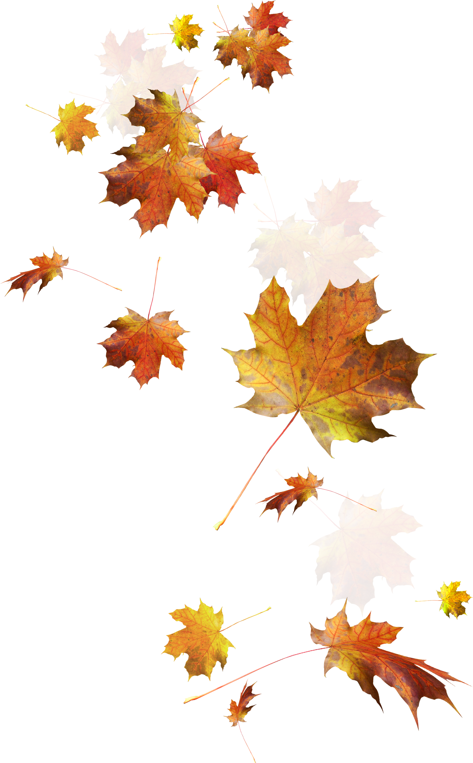Autumn Color Leaves Leaf Falling Download Hd Png Clipart - Falling Autumn Leaves Png Transparent Png (1611x2598), Png Download