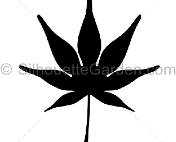 Japanese Maple Cliparts - Copyright - Png Download (640x480), Png Download