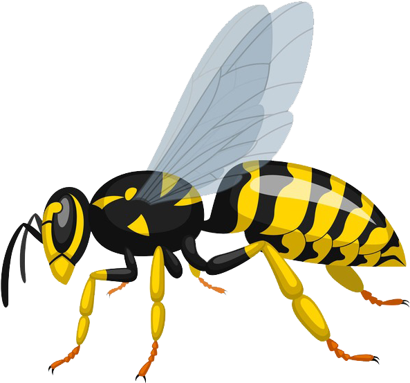 Illustration Clipart (650x650), Png Download