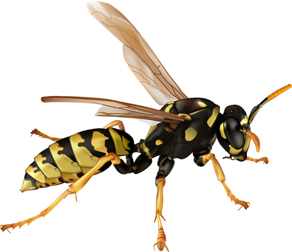 Wasp Png Clipart (600x518), Png Download