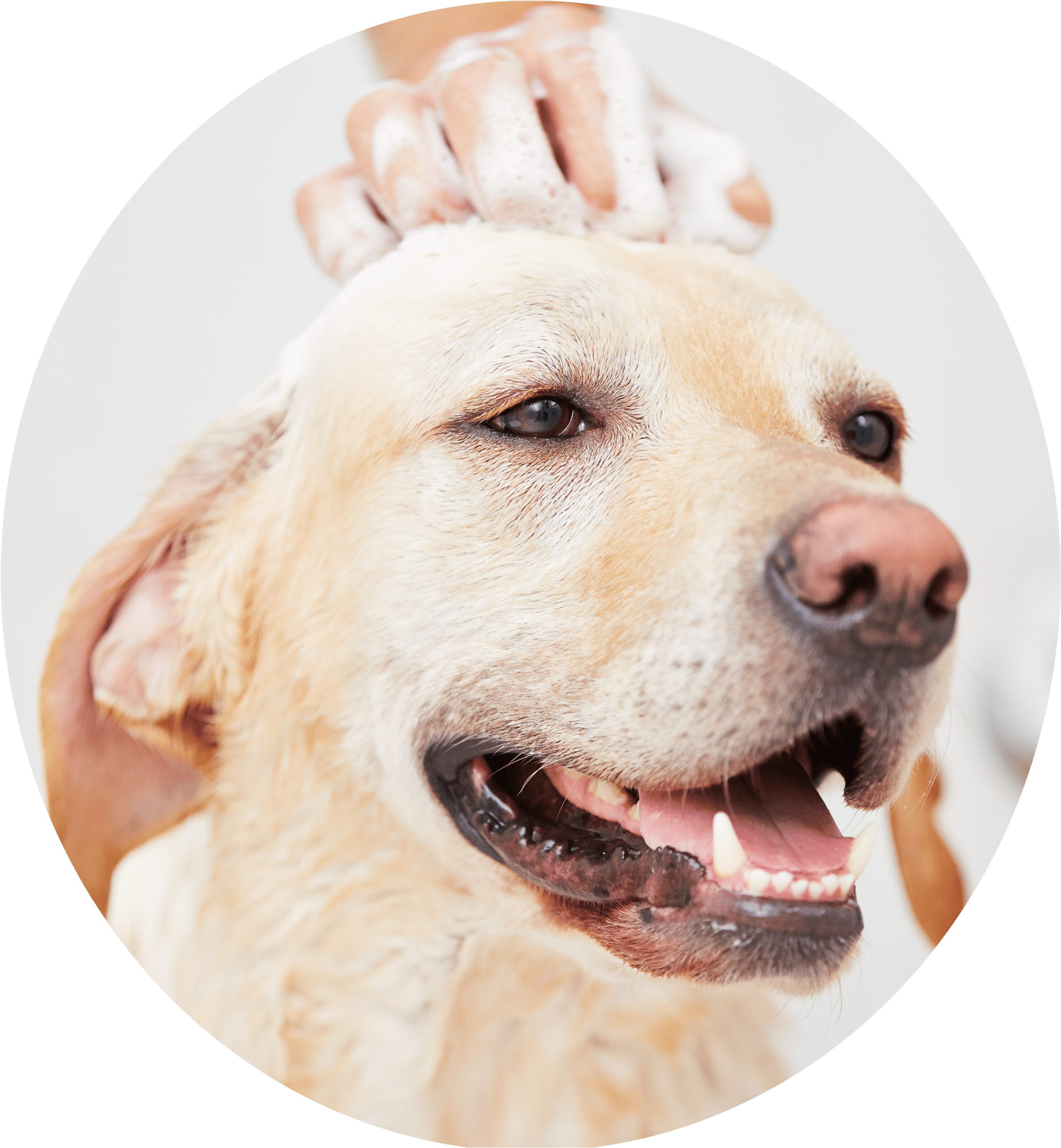 Dog Bath 20 Jul 2017 - Shampoo Dog Hair Clipart (2048x2048), Png Download