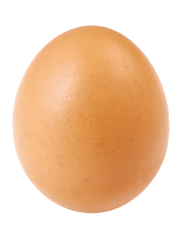 Chicken, Egg, Chicken Egg - بيضة واحدة Clipart (800x800), Png Download