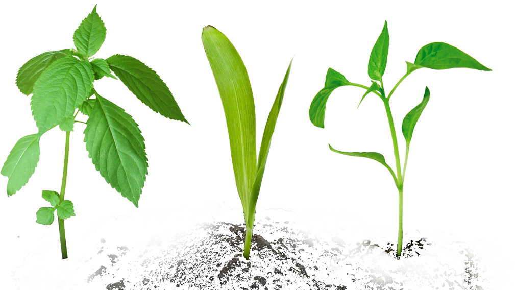 Clip Art Images - Small Plant - Png Download (1009x568), Png Download