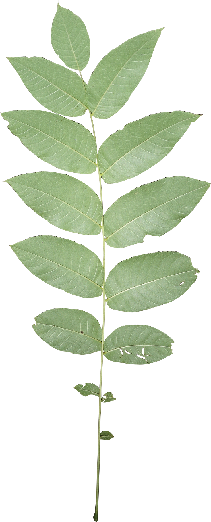 Compound - Ulmus Alata Clipart (800x1932), Png Download
