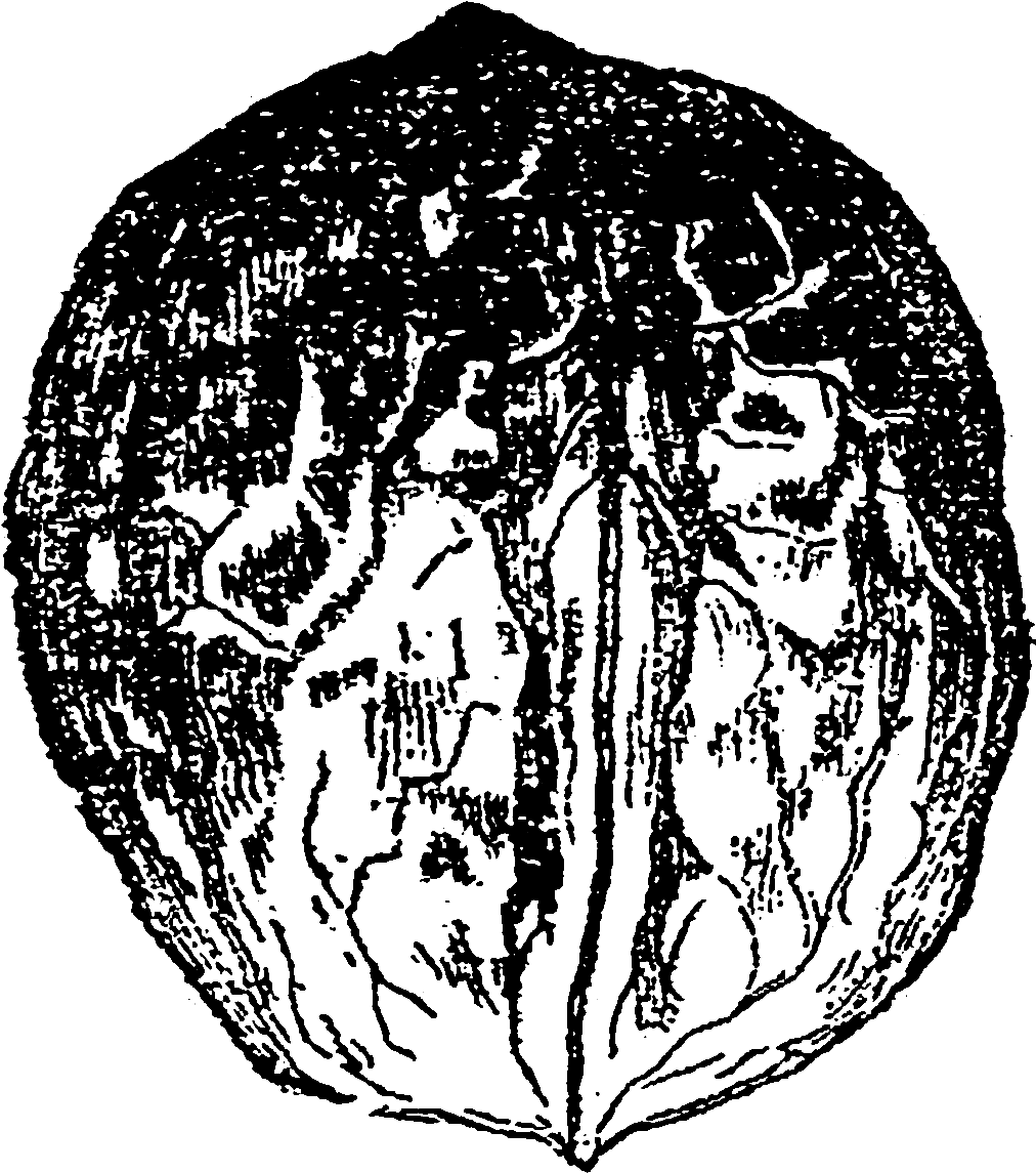 Walnut Image - Sketch Clipart (1200x1330), Png Download