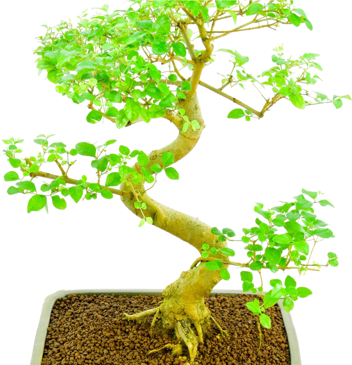 Carmona Bonsai - Sageretia Theezans Clipart (1200x1200), Png Download