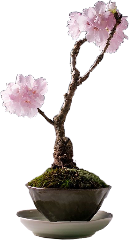 Bonsai Tree - Bonsai Clipart (413x766), Png Download