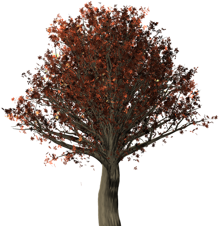 Tree, Oak, Oak Tree, Quercus, Fall Leaves, Fall Colors - Arbre Svg Clipart (720x720), Png Download