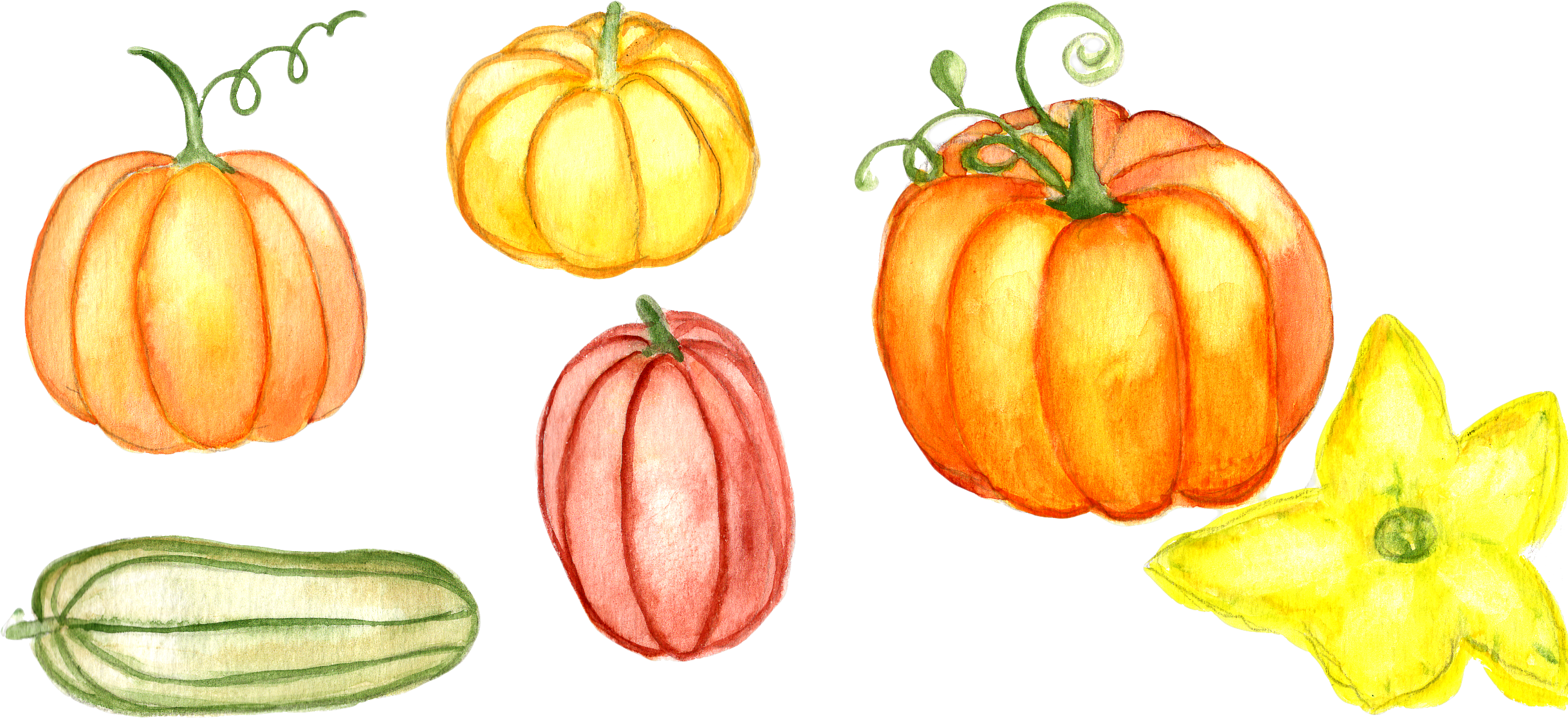 Watercolor Pumpkins Png - Pumpkin Clipart (2623x1216), Png Download