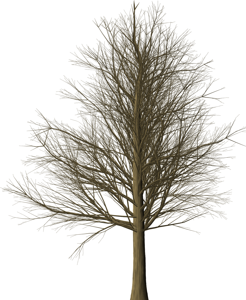 Tree Branches Leafless Isolated Png Image - Albero Senza Foglie Png Clipart (1050x1280), Png Download
