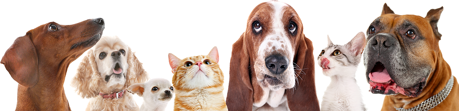 108 - - Pets On A White Background Clipart (1597x386), Png Download