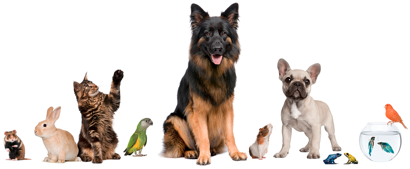 Pet Rules - Pets Together Clipart (855x377), Png Download