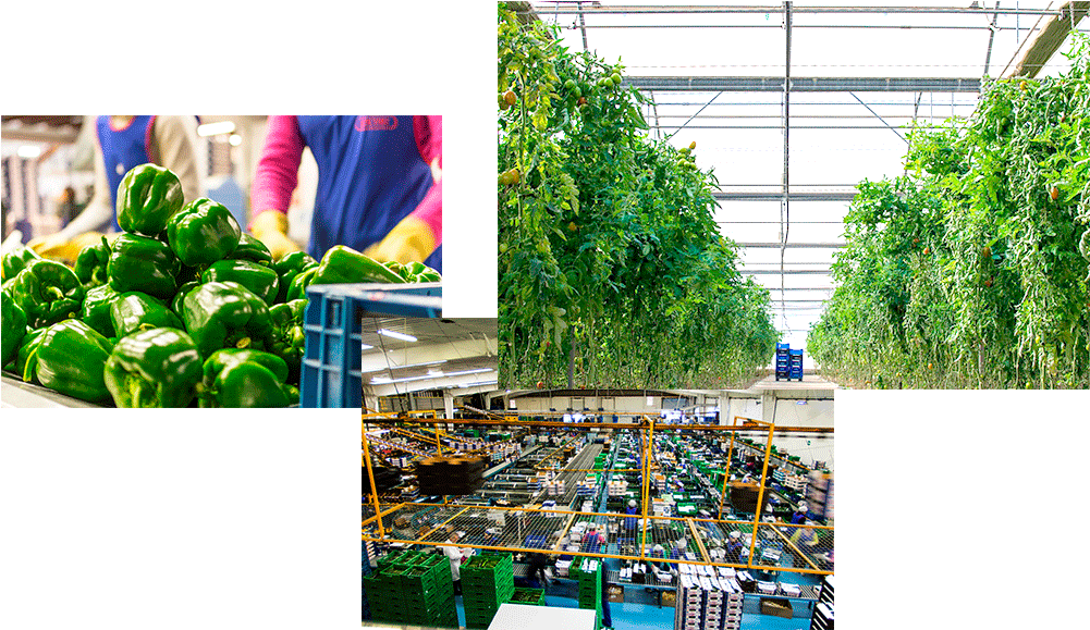 Imágenes Escobi Comercializadora De Frutas Y Verduras - Greenhouse Clipart (1000x600), Png Download