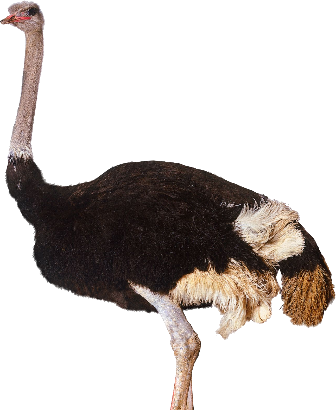 Download Animals Ostrich Png Transparent Images Transparent - Ostrich Png Clipart (1291x1575), Png Download