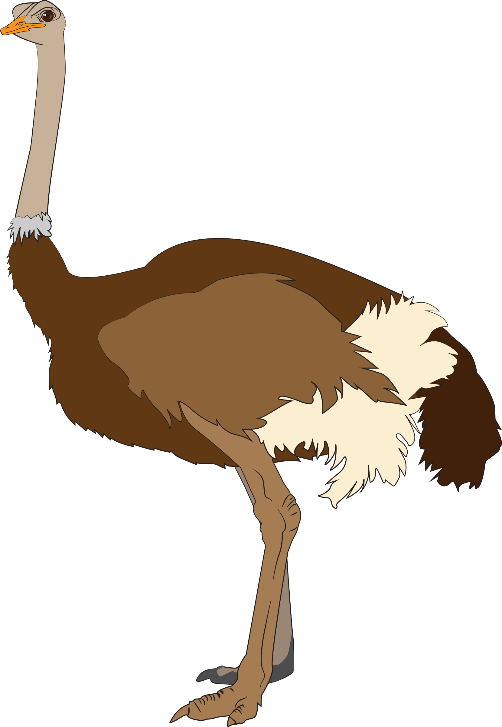 Download Animals Ostrich Png Transparent Images Transparent - Clipart Images Of Ostrich (1660x2400), Png Download