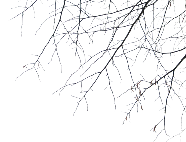 Tree-016 - Branches Clipart (640x480), Png Download