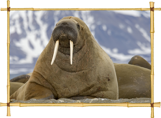 Download Walrus Icon - Walrus In Spanish Clipart (682x508), Png Download