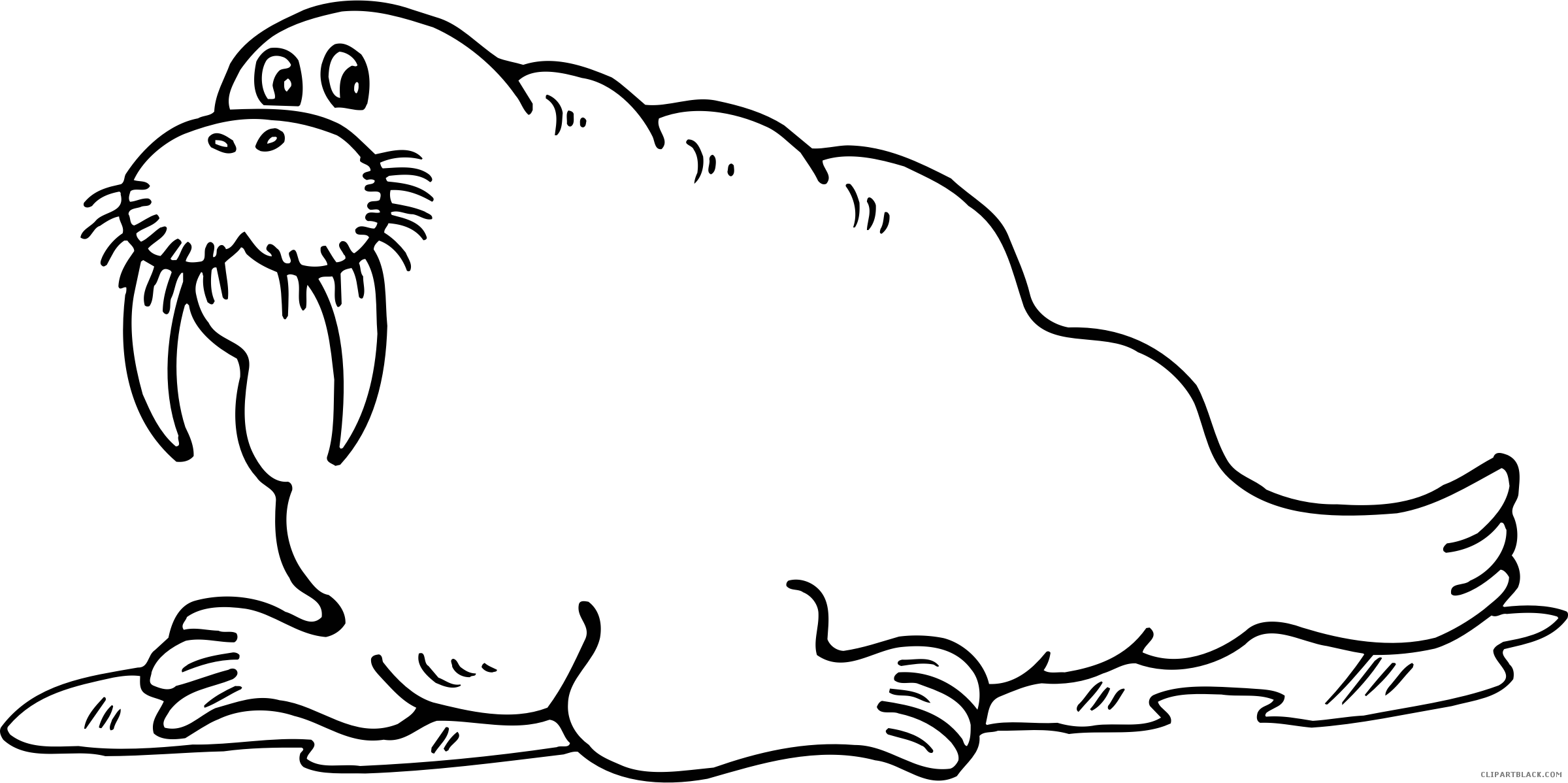 Walrus Clipart Outline - Black And White Walrus - Png Download (2400x1198), Png Download
