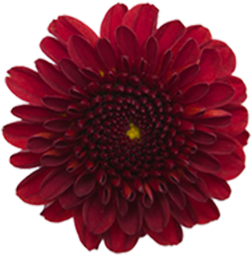 Click To Enlarge Image Red Button Ole2 Red Button Ole - Burgundy Button Poms Flower Clipart (800x800), Png Download