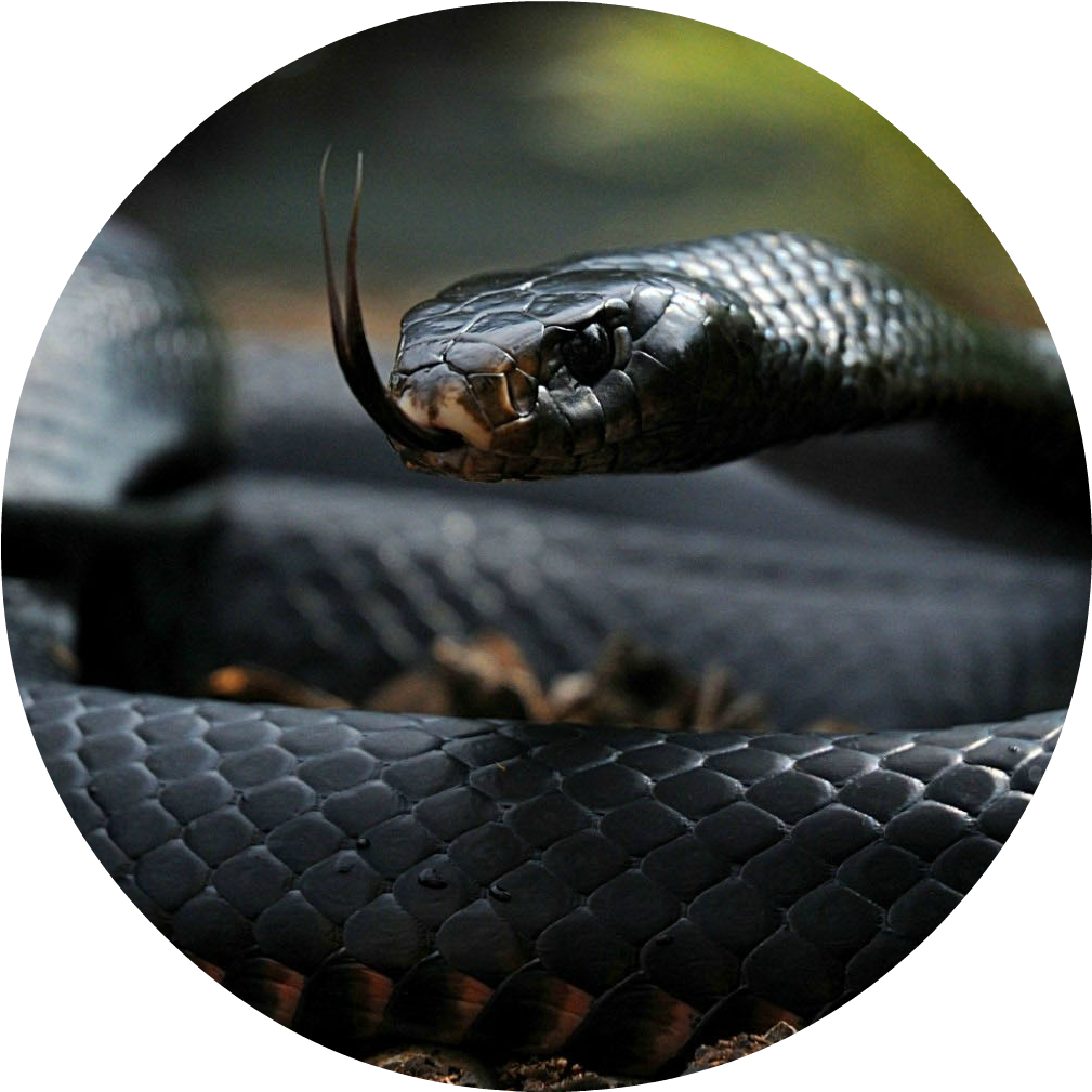 Black Cobra Image Hd Clipart (1128x1080), Png Download