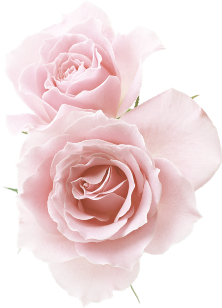 Rose☆ Red Flowers, Pink Roses, Flower Png Images, Pastel - Light Pink Flowers Png Clipart (500x625), Png Download