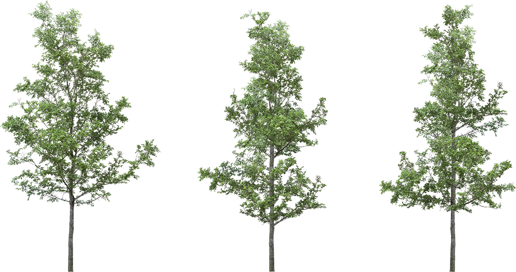 [ Img] - Transparent Background Png Tree Clipart (1024x540), Png Download