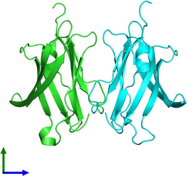 Pdb 2jhz Coloured By Chain And Viewed From The Front - Illustration Clipart (800x800), Png Download
