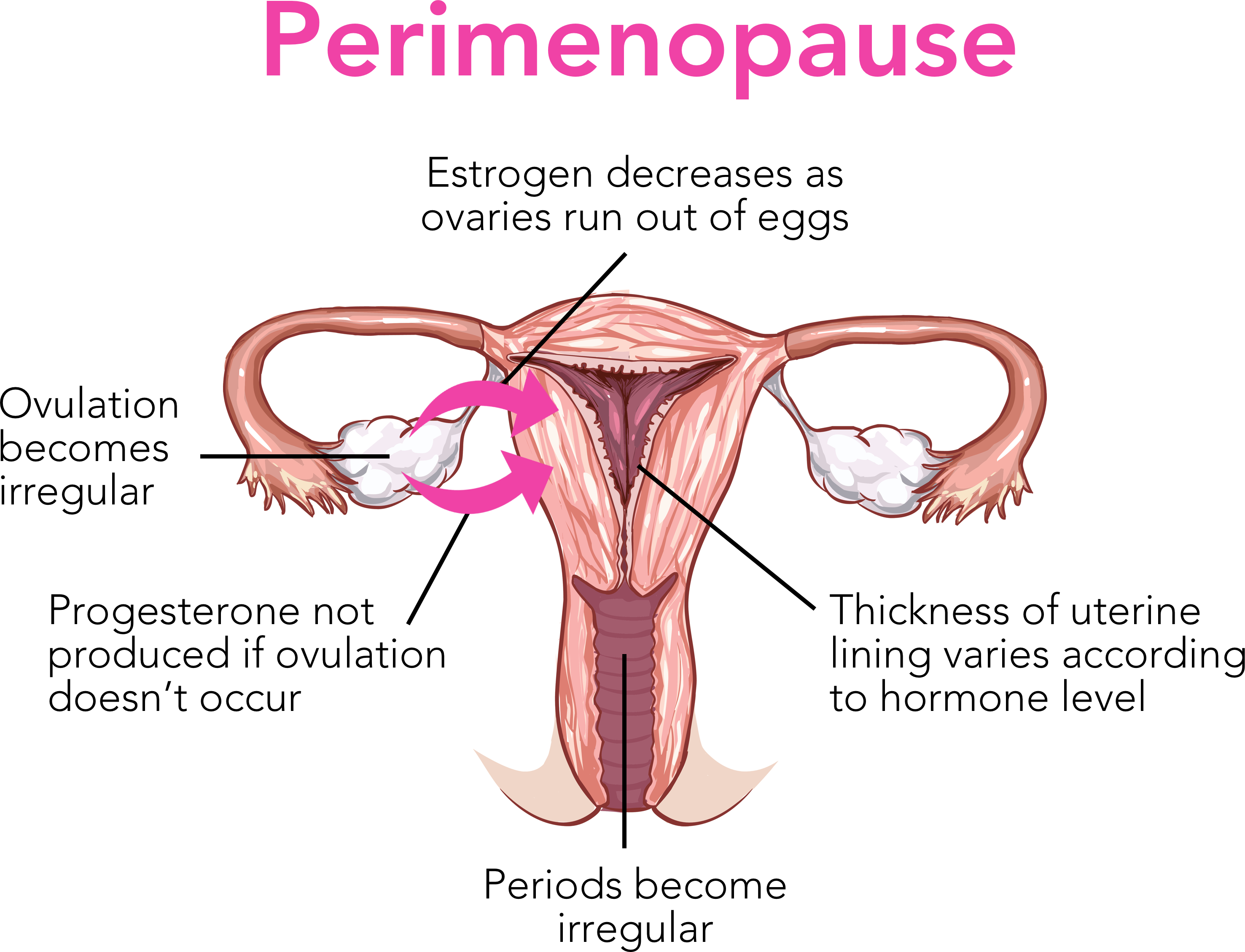 Perimenopause May Last From Few Months To 8-10 Years - Vagina Diagram Not Labelled Clipart (2953x2259), Png Download