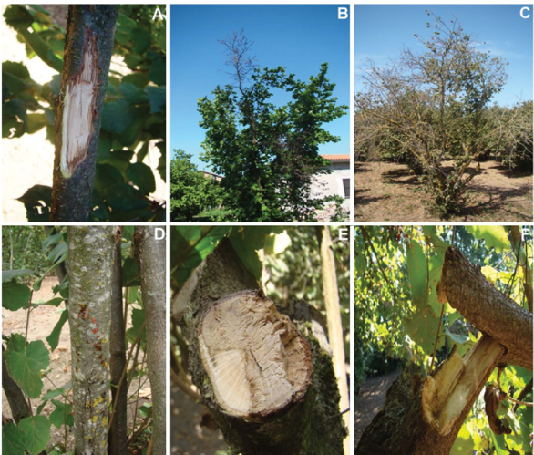 Characteristic Symptoms Of Cytospora Canker Observed - Cytospora Canker Hazelnut Clipart (850x498), Png Download