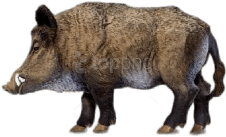 Free Png Download Wild Boar Miniature Png Images Background - Animals Safari Ltd Clipart (850x563), Png Download