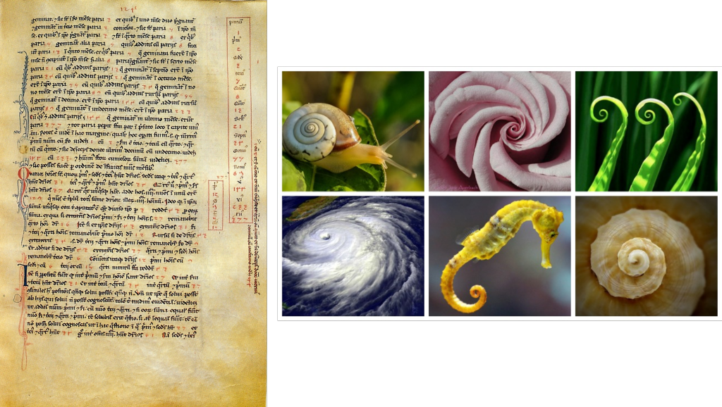 Fibonacci Sequence In Liber Abaci And Fibonacci Spiral - Fibonacci Sequence Spiral In Nature Clipart (1024x578), Png Download