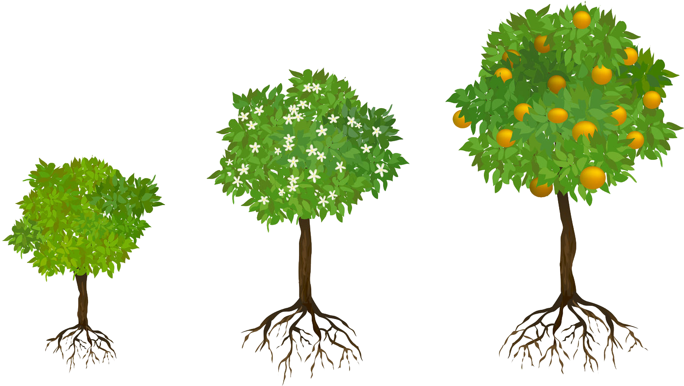 So It Is With Redwoods That Thrive In Groves, Where - Tree With Roots With Fruits Clipart (1446x818), Png Download