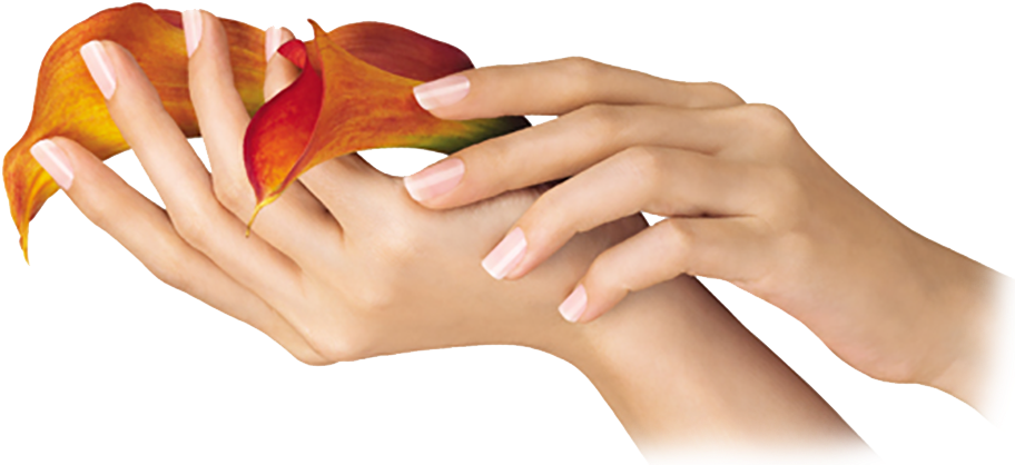 Hand And Flower Png Clipart (960x496), Png Download