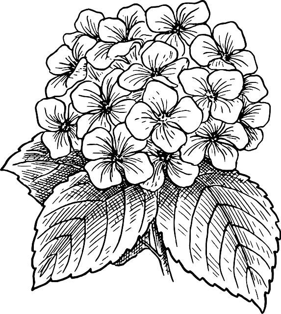 Free Vector Graphic - Hydrangea Clipart - Png Download (573x640), Png Download