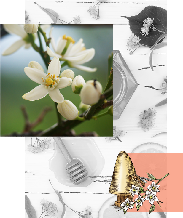 Explore Orange Blossom Honey - Jasmine Clipart (700x775), Png Download