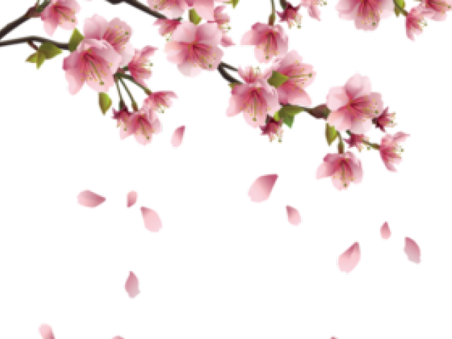 Drawn Cherry Blossom Pastel - Bunga Sakura Vector Png Clipart (640x480), Png Download