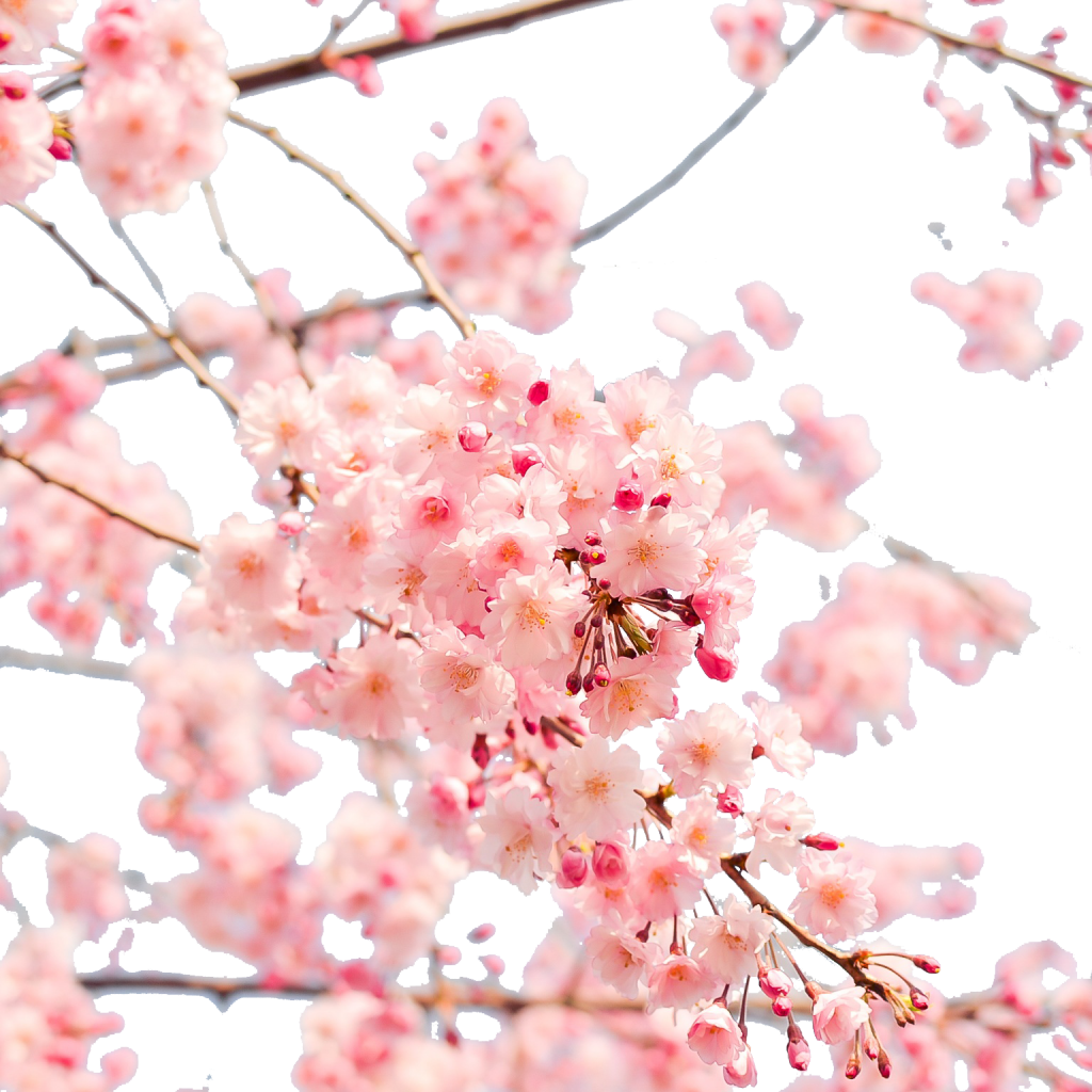 Japan Cherry Blossom Png Clipart (1024x1024), Png Download