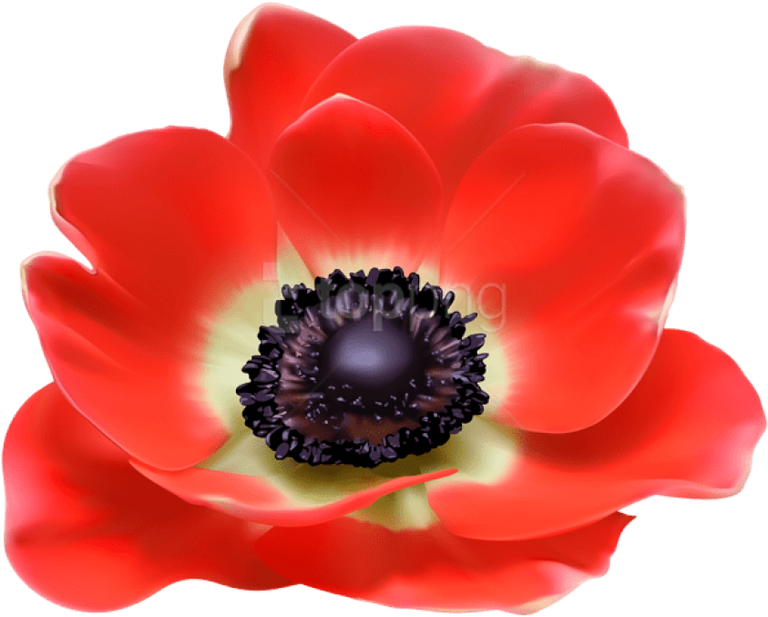 Free Png Download Red Flower Png Images Background - Poppy Flower Transparent Clipart (850x680), Png Download