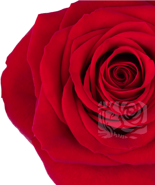 Deep Red Roses - Garden Roses Clipart (658x597), Png Download