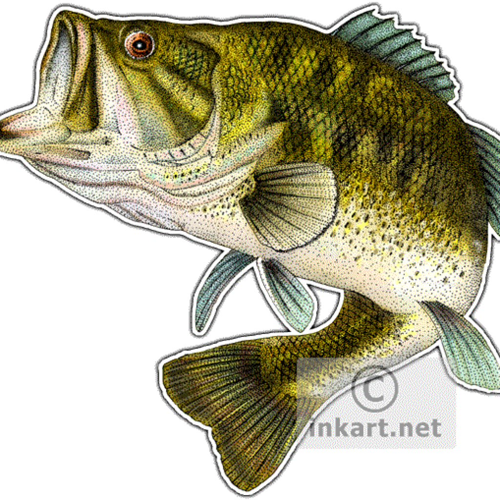 Svg Download Rr Collections - Drawing Bass Fish Clipart - Large