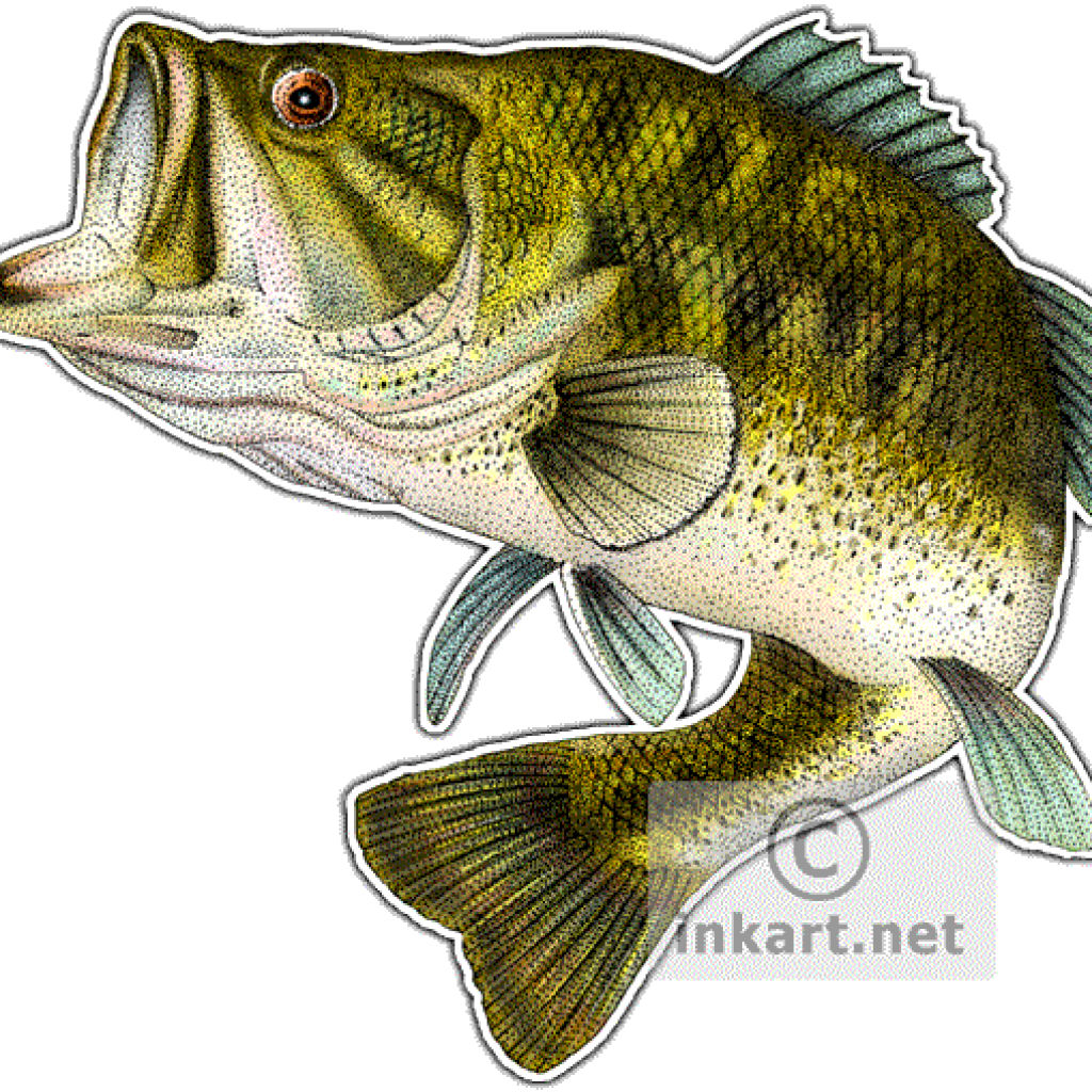 Download Svg Download Rr Collections Drawing Bass Fish Clipart Large Size Png Image Pikpng