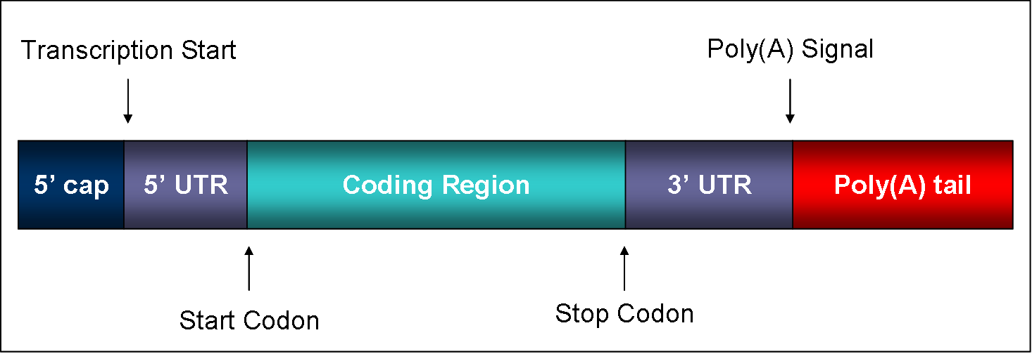 Mature Mrna - Mrna Regions Clipart (1466x504), Png Download