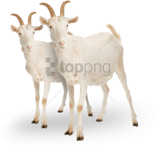 Free Png Goat Png Png Image With Transparent Background - White Goat Clipart (850x620), Png Download