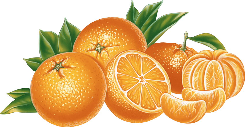 Vector Black And White Orange Vector Png Free Images - Oranges Clipart Png Transparent Png (850x440), Png Download