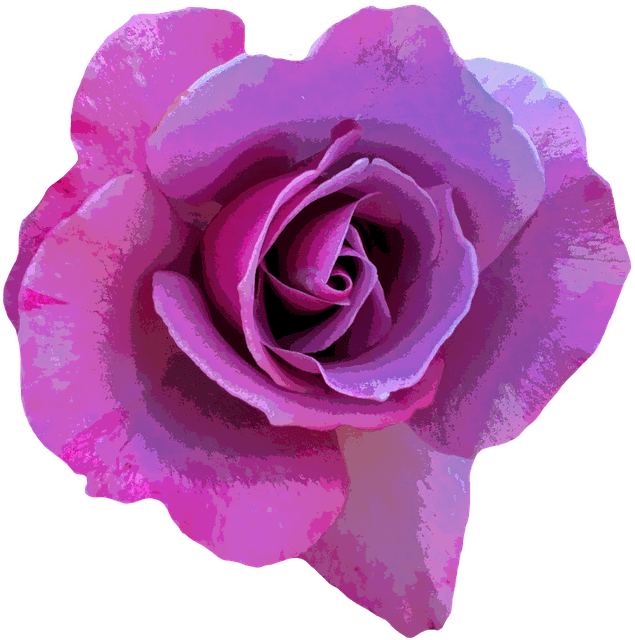 Rosa Color Lila Png Clipart (635x640), Png Download