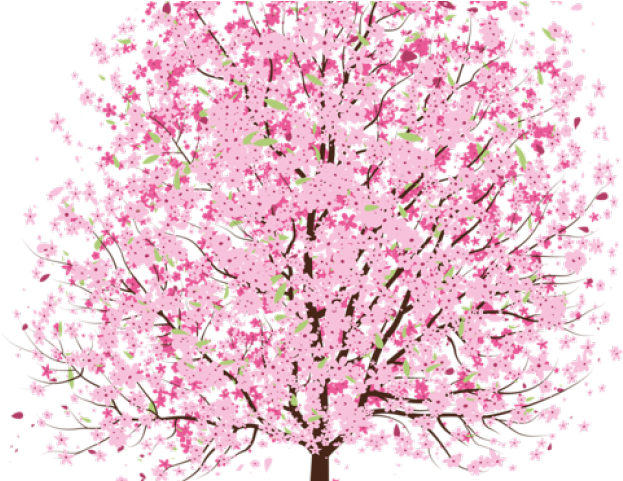 Cherry Tree Clipart Transparent - Cherry Blossom Tree Transparent - Png Download (640x480), Png Download