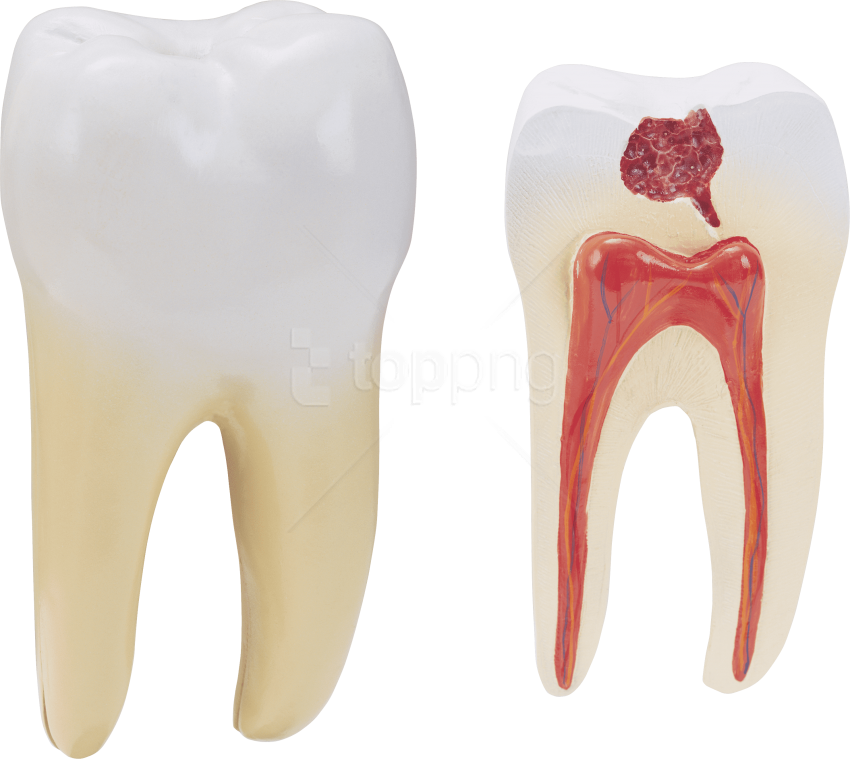 Free Png Download Teeth Png Images Background Png Images - Human Tooth Png Clipart (850x759), Png Download
