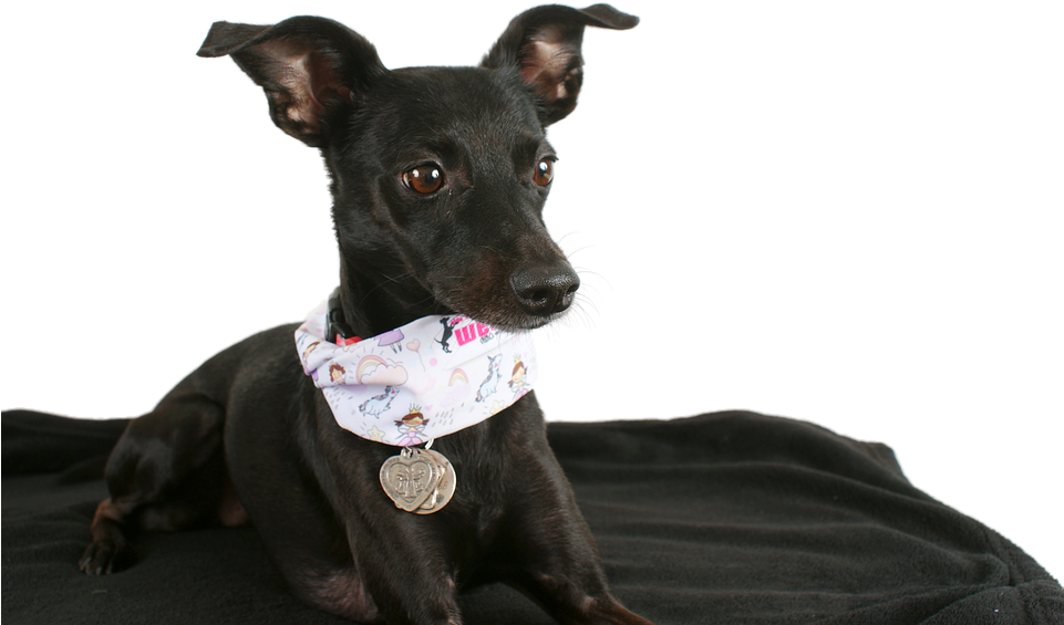 Black Dog Animal Transparent Png Image Pngriver Free - Maly Cierny Pes Clipart (960x642), Png Download