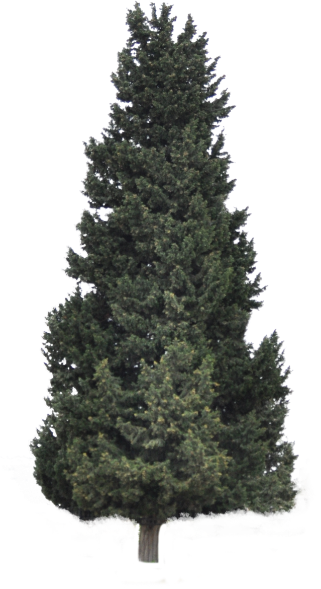 Pine Forrest Png Clip Art Royalty Free - Christmas Tree Transparent Png (639x1170), Png Download