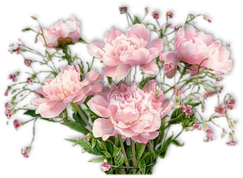 Free Png Pivoines - Flowers With Good Afternoon Clipart (851x623), Png Download